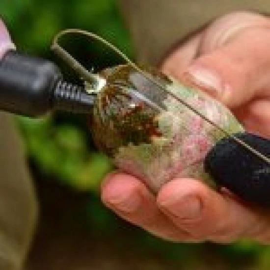 DYNAMITE BAITS Dynamite Evolution Aceites Atún 300ml 4 DYNAMITE BAITS Dynamite Evolution Aceites Atún 300ml - Imagen 2